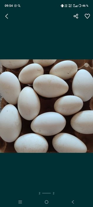 Продам домашние яйца гусинные