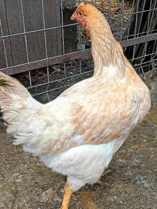 Vând puicuțe mixte