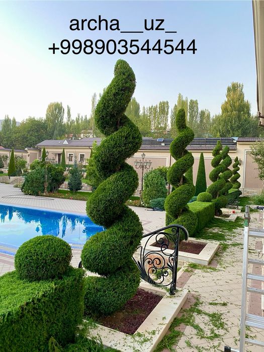 Арча кесиш ва дорилаш хизмати