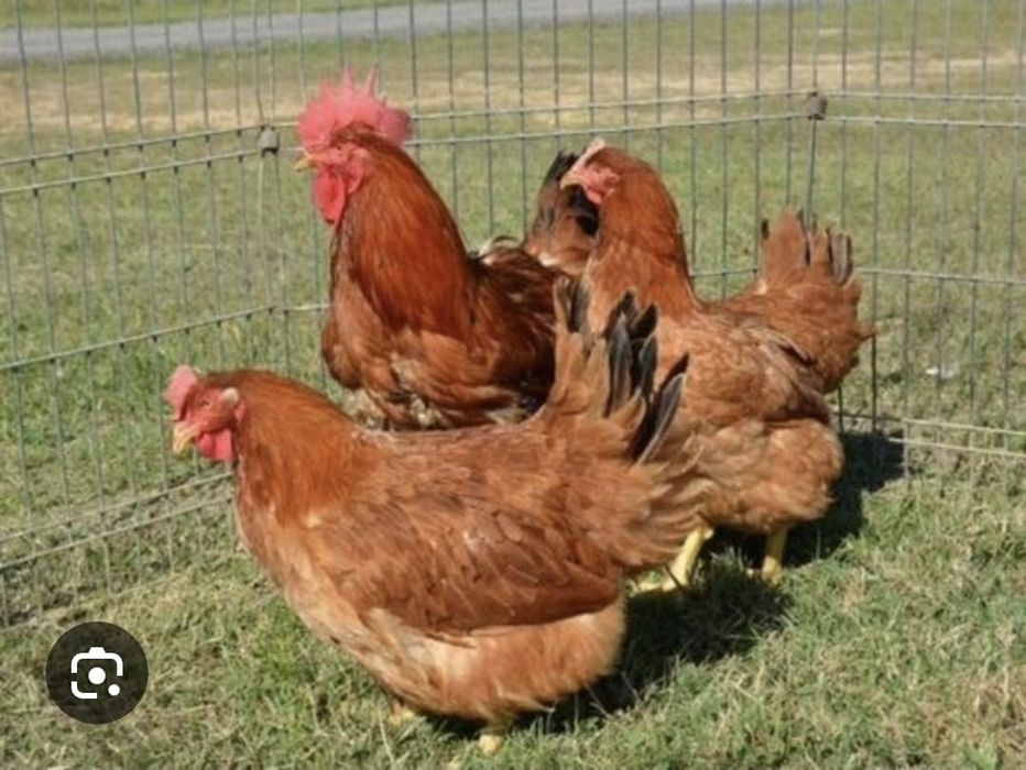 Цветной бройлер(редбро)