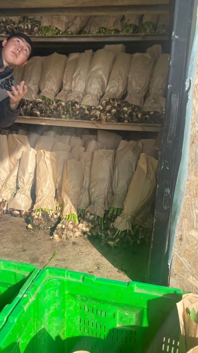 Самые крупные тюльпаны в Астане и Петропавловске бутон 10 см