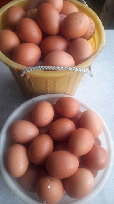 Яйца домашние Петропавловск