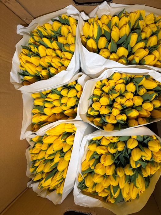 Тюльпаны от 700 тг