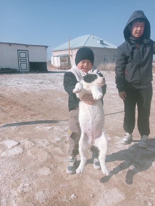 Ургашы кушик сатылады