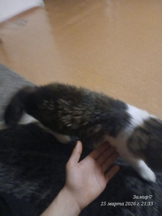 имя симон. сорт майинкум.4 месяц