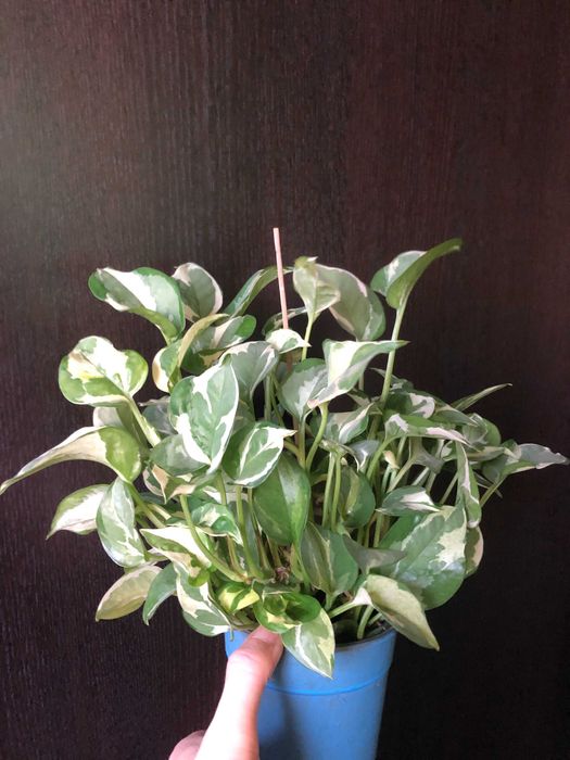 Plante ornamentale de apartament