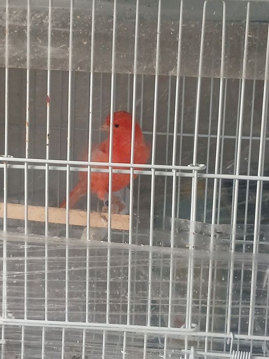 Mascul vârsta 2 ani