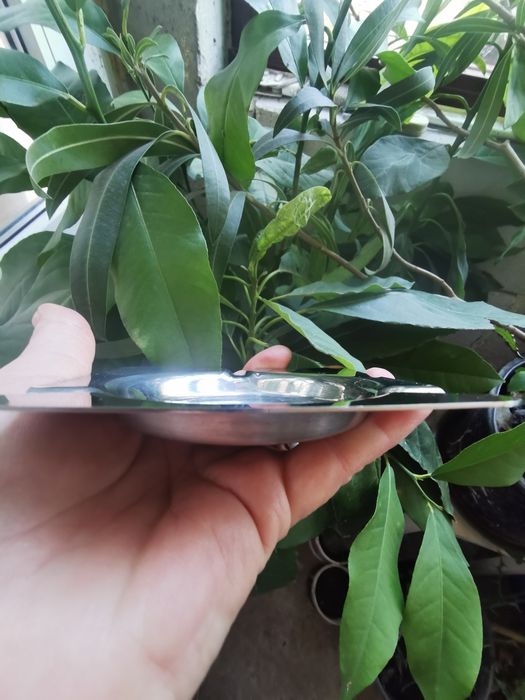 Scrumiera inox Zepter