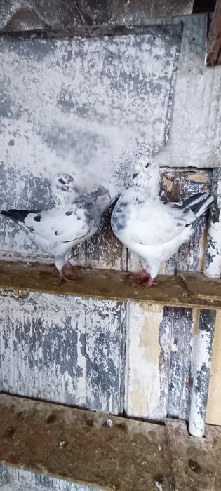 Porumbei kingi scurți