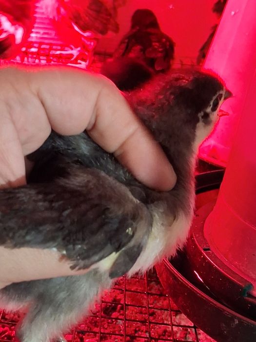 Pui Australorp de vânzare 25 lei