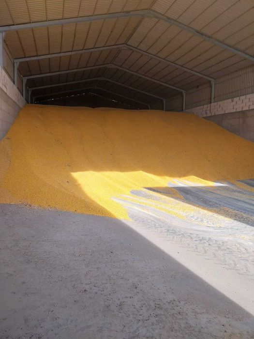 Vand porumb Unirea, Dolj 100 de tone