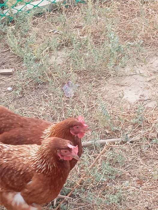 Ломан Браун продам