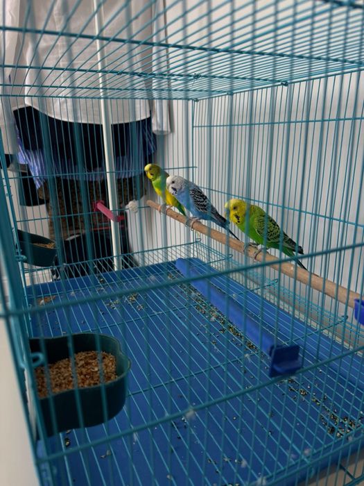 Продам волнистых попугаев.