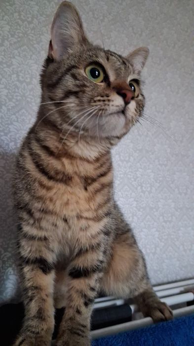 Кошка домашняя обычная
