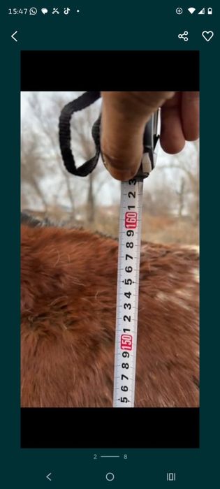 Продам жеребчика в августе будет полных 2 года