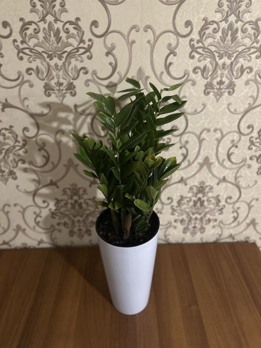 Замиокулькас (долларовое дерево)