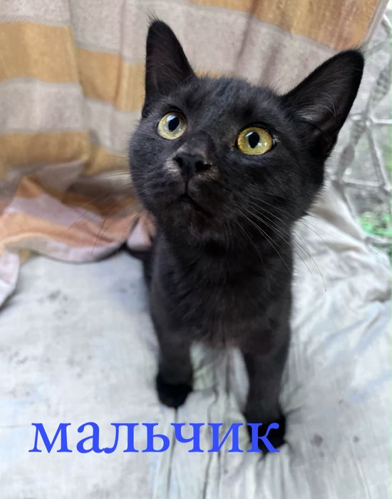 котята в добрые руки!