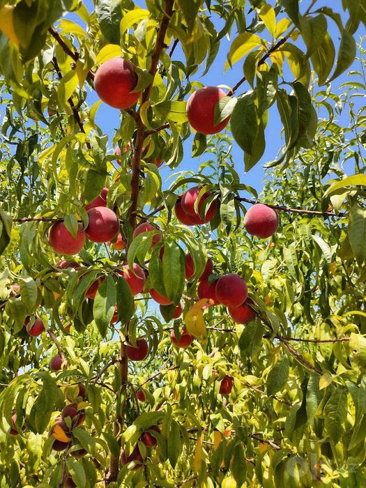 Kuchatlar meva agro
