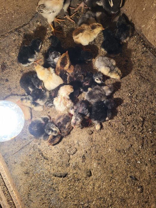 Сатамын дакан шожелер 2500 суточный