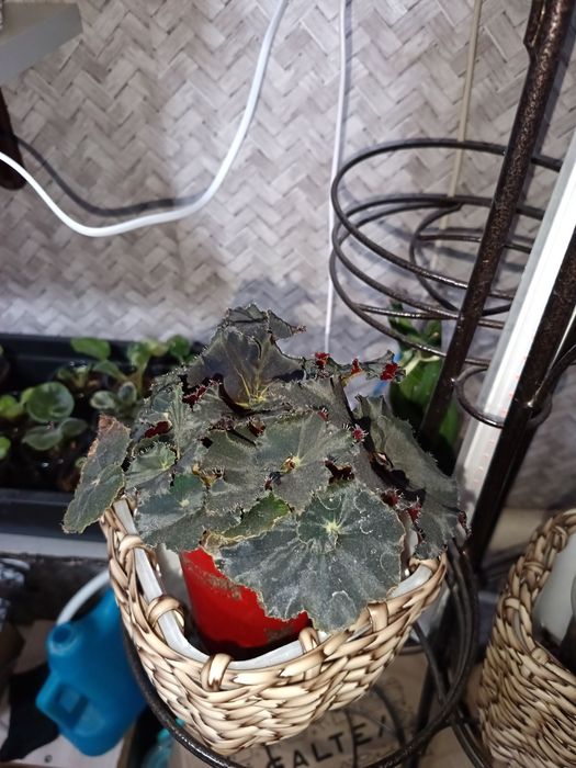 Бегония лиственная