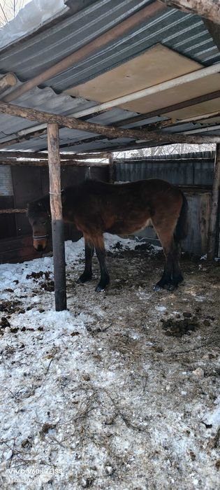 Продам жеребчиков жорга