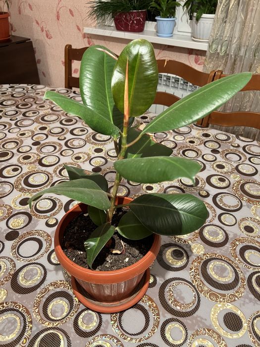 Продам комнатные цветы