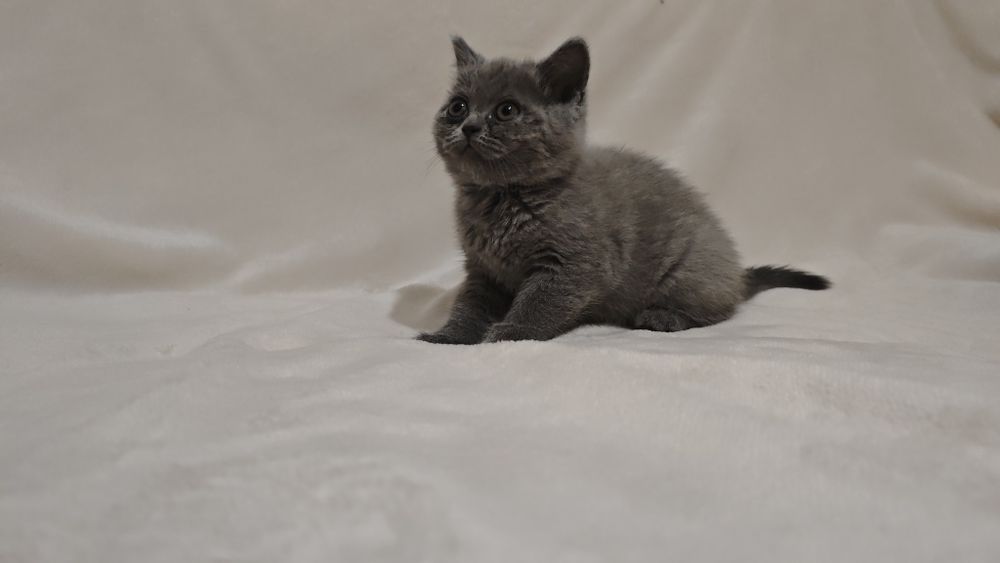 Продаются шотландских котята