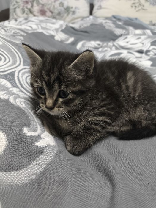 Отдам котят в хорошие руки