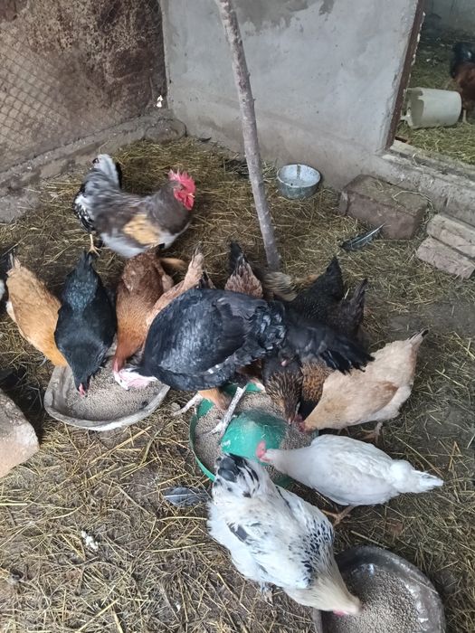 Тауык Куры Кораз