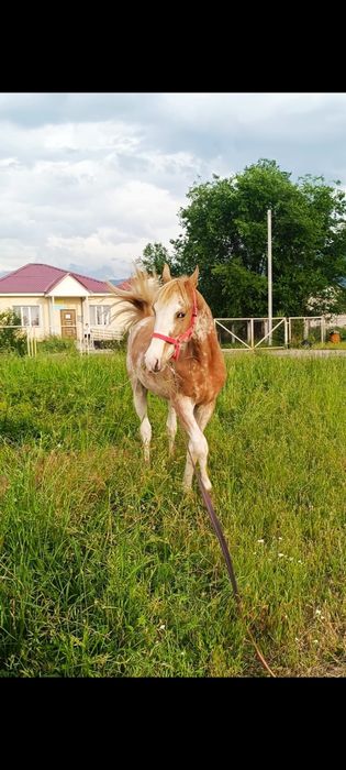 Продам породистого тайчика