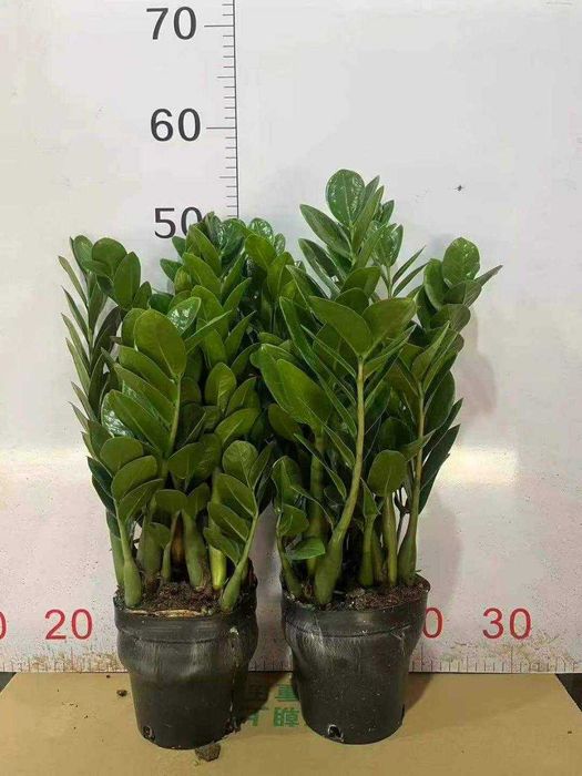 Замиокулькас новый завоз