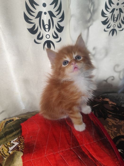 Мейн Кун котенок