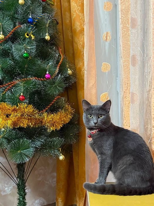 Внимание! Потерялся кот