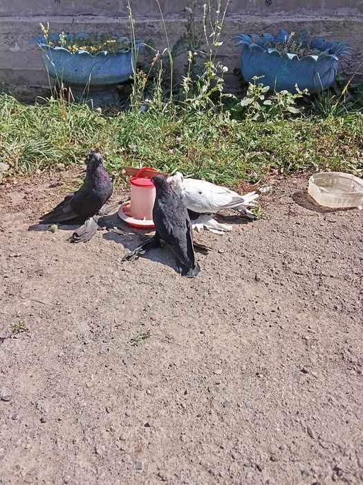 Голуби двухчюбые