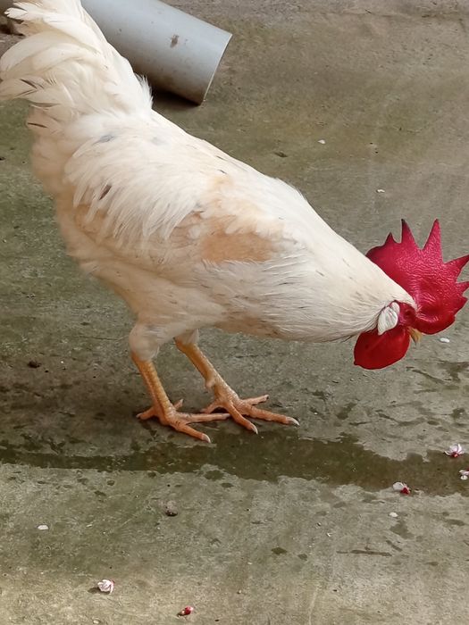 Ок хурозлар 150000сум