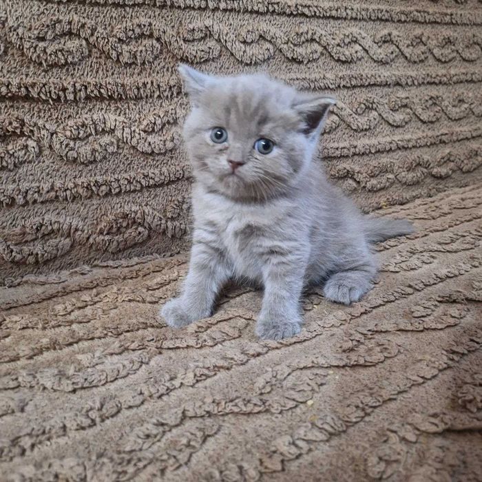 Продаются котята
