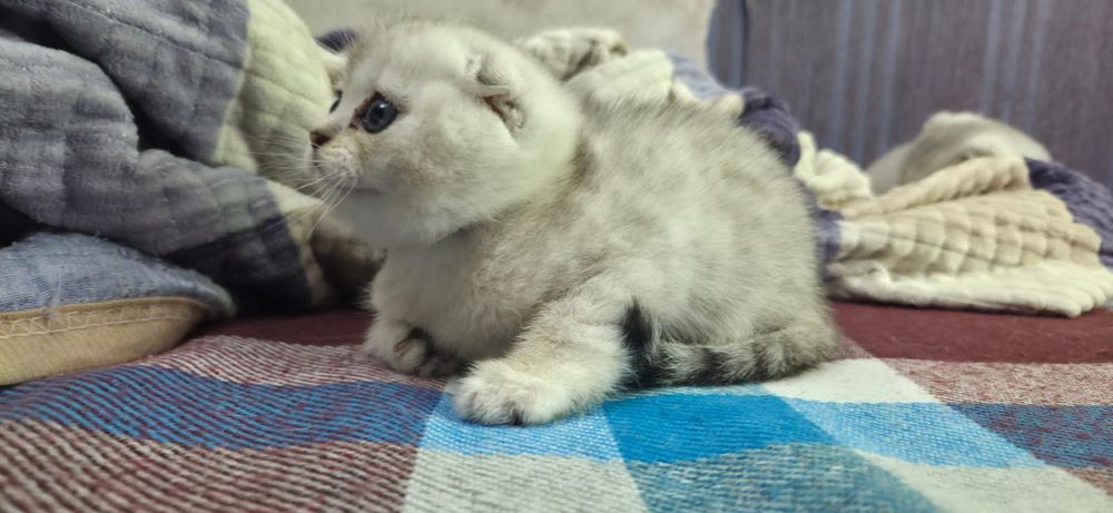 Продам котят породистые
