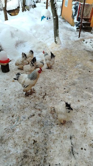 Găini Brahma lot complect