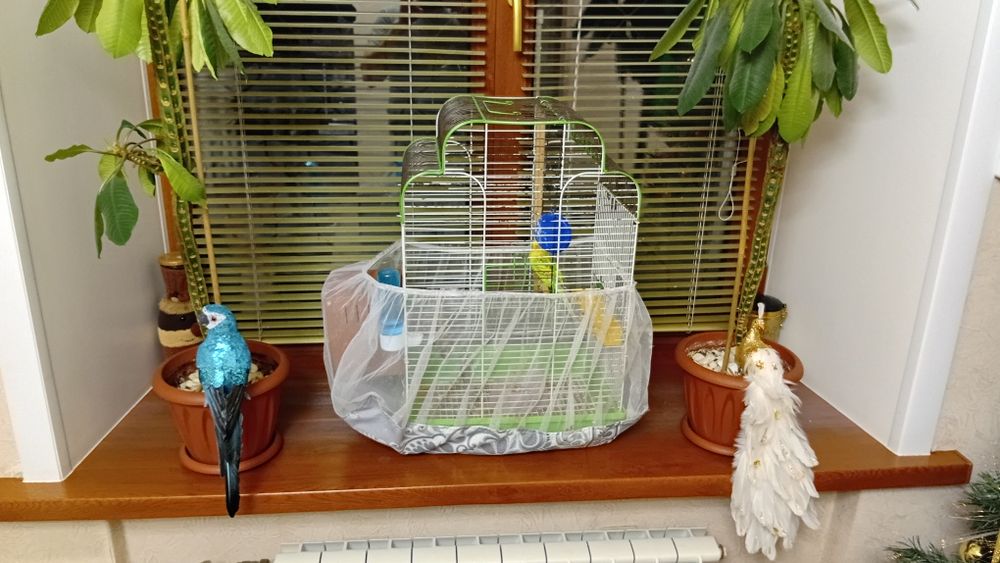 Попугай с клеткой