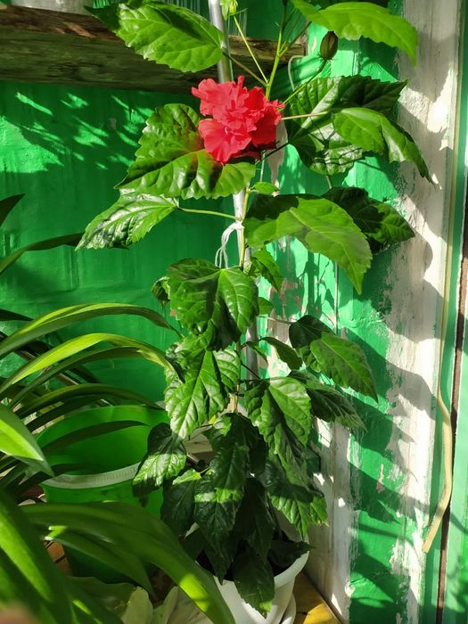 Продам комнатные цветы