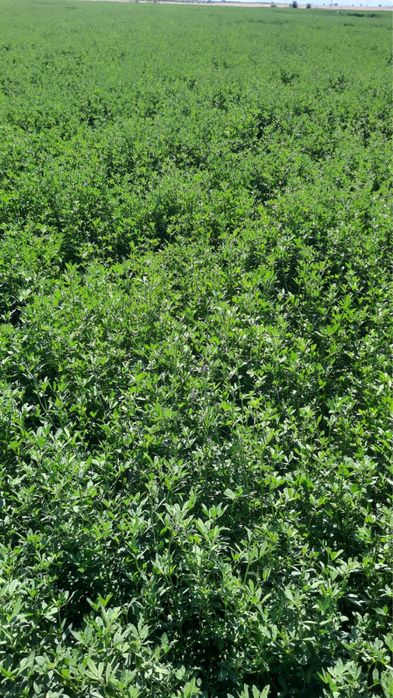 Семена Люцерна(Италянский сорт-Джевюа)