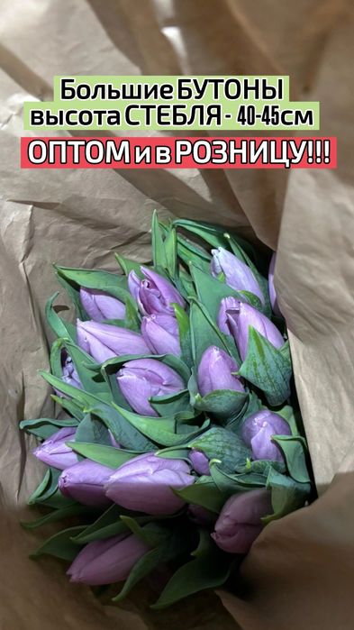 ТЮЛЬПАНЫ!!! Талдықорған!