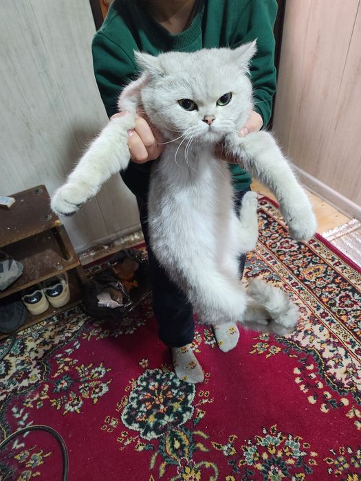 Срочна сотилади qapaslari bilan beriladi  Тоза британиский шин шила