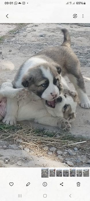 Төбет иттың күшіктеры