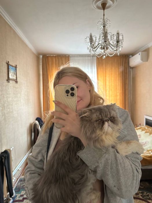 Вязка персидский кот