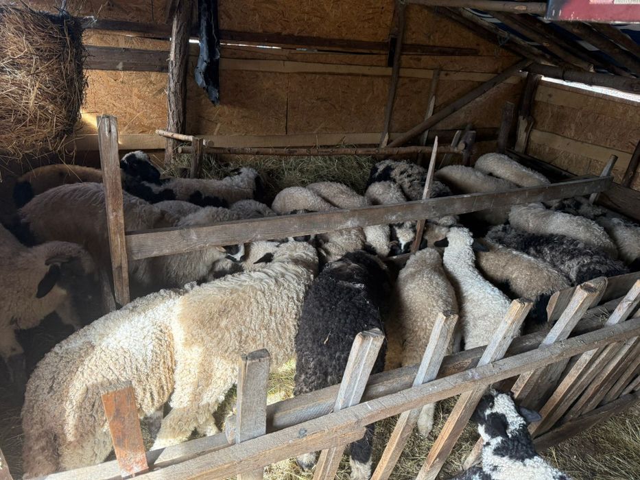 Vând miei pentru masa de Paște