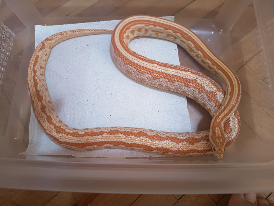 Vând corn snake morph amel tessera femela