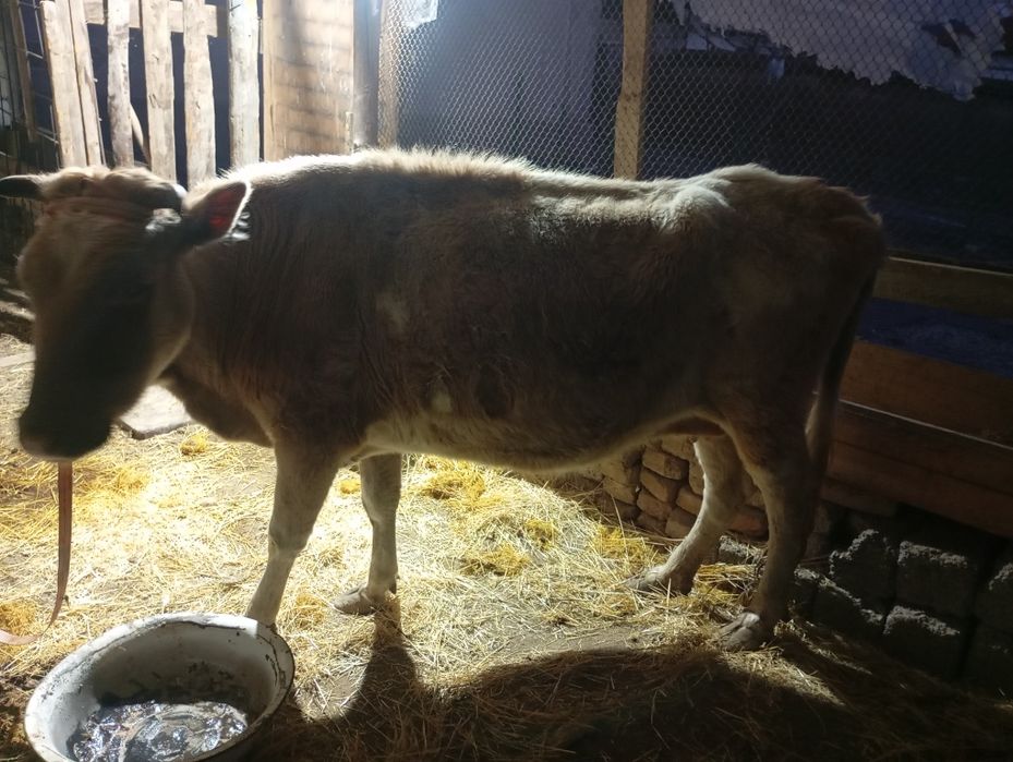 Сигир сотиладе бухоз