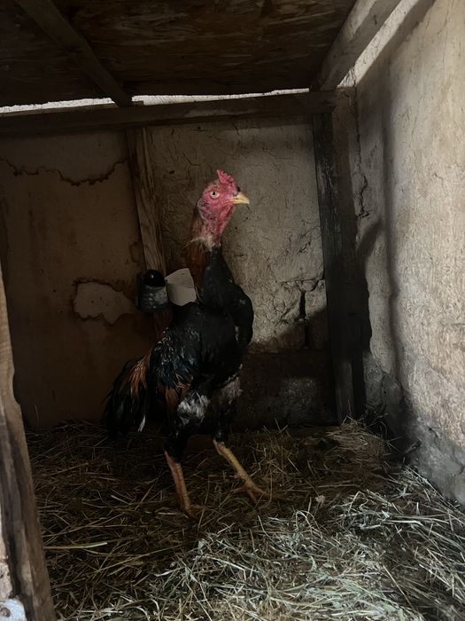 Дакан қораз сатылады