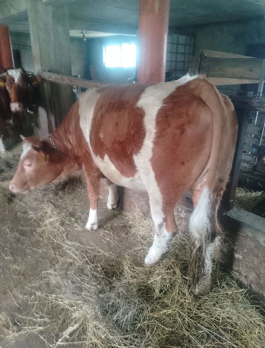 Vand vacă de abattoir.